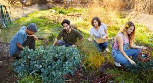 Holly Hagg Community Farm
