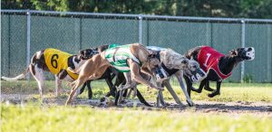 Owlerton Greyhound Stadium