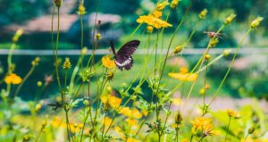Tropical Butterfly House Wildlife Conservation Park